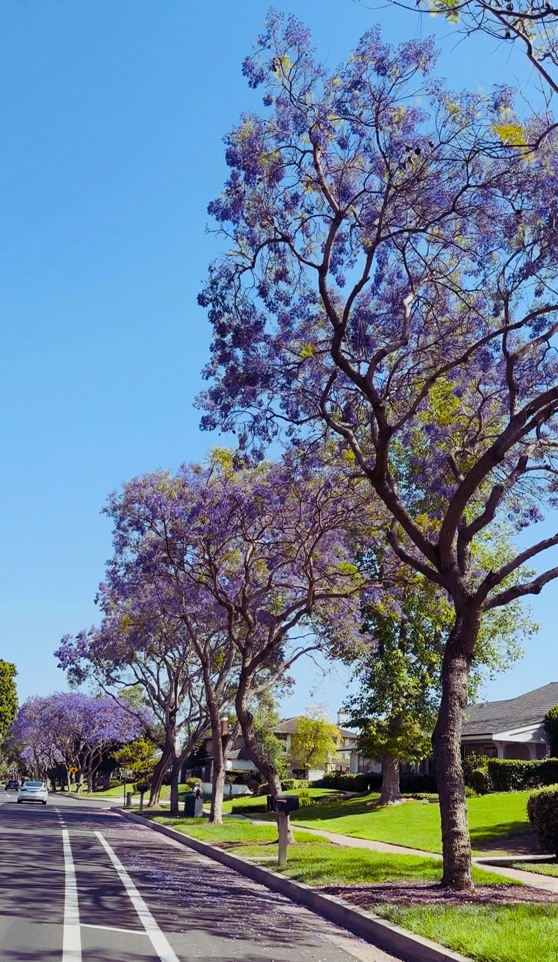 Jacaranda trees in Woodbridge neighborhood